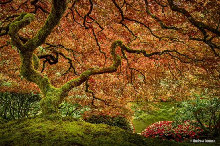 Andrew Lerman: Stories Without Words