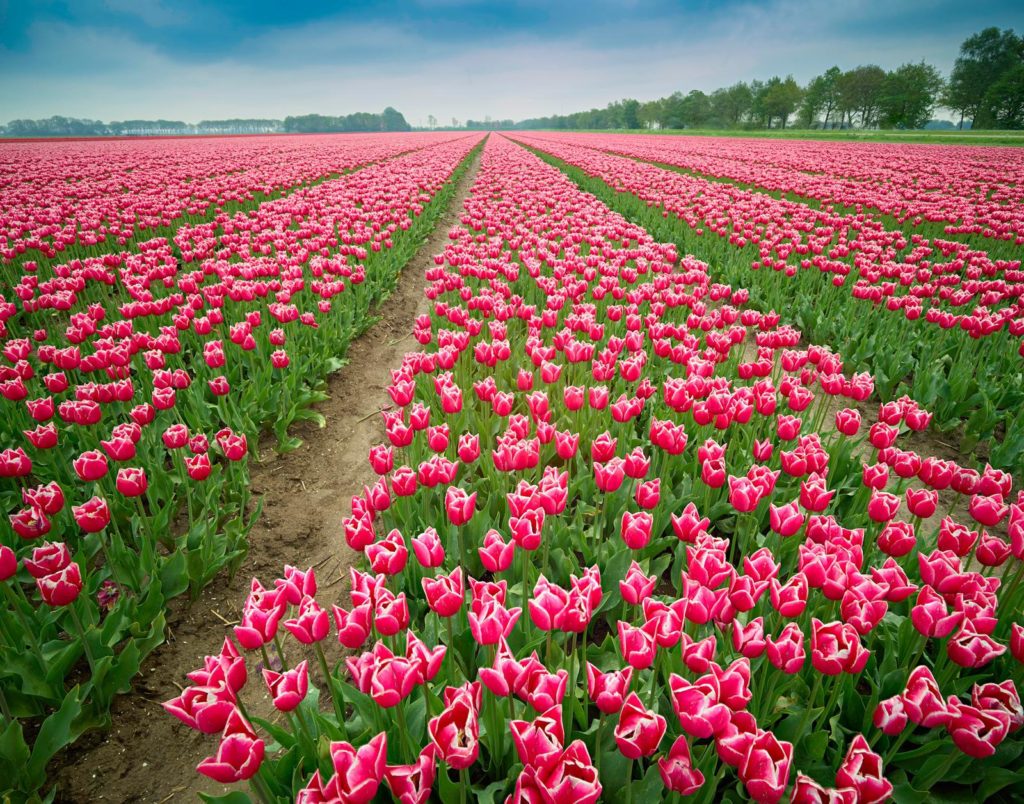 Cambo Factory Tour 2019 - Event Roundup